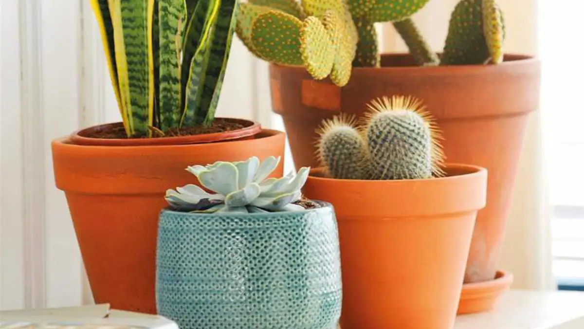 Así es el cactus con forma de erizo que querrás para tu casa porque es el más bonito y fácil de cuidar