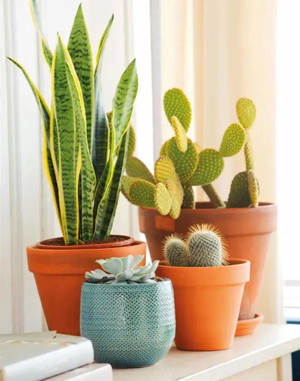 Así es el cactus con forma de erizo que querrás para tu casa porque es el más bonito y fácil de cuidar