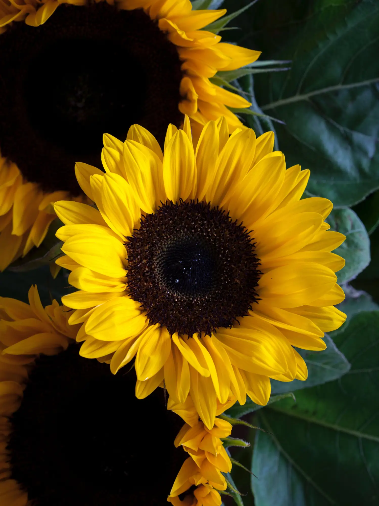 Girasoles