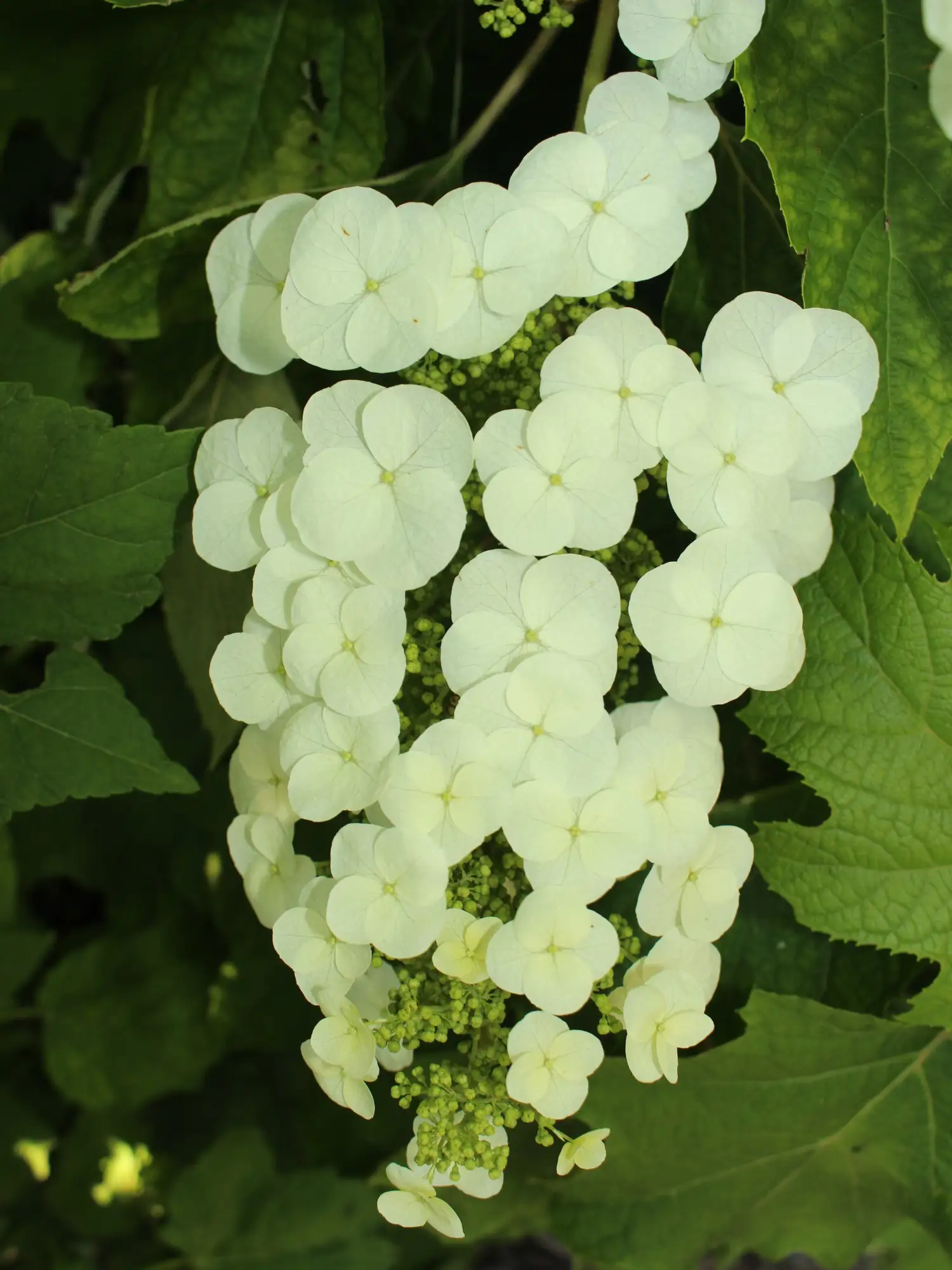 Hortensias de hoja de roble