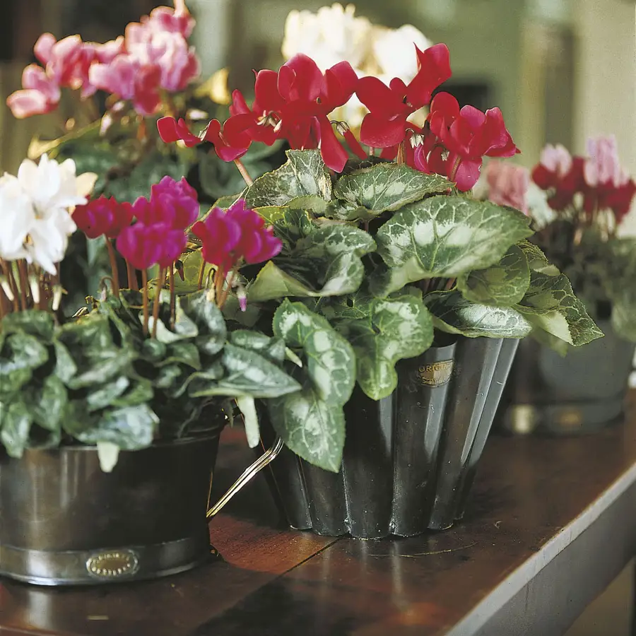 El cyclamen es otra planta que florece en invierno