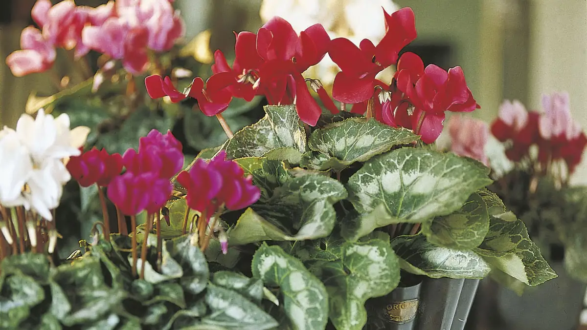 7 flores que puedes plantar en invierno y que llenarán tu casa de color