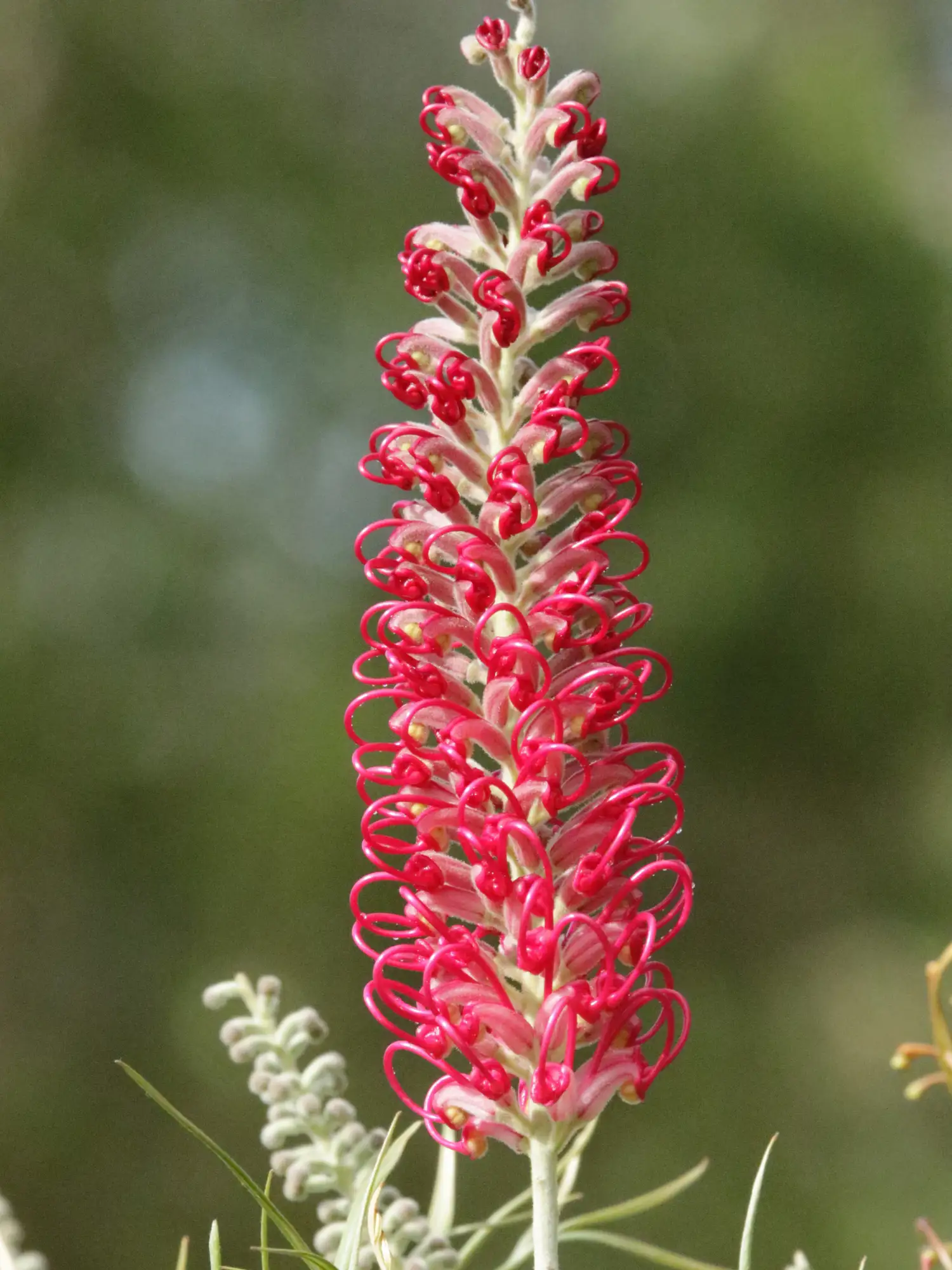 Grevillea