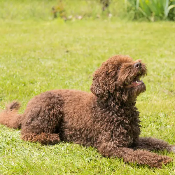 Barbet o perro de agua francés: una antigua raza de perros con pasión por el agua (incluso la más fría)