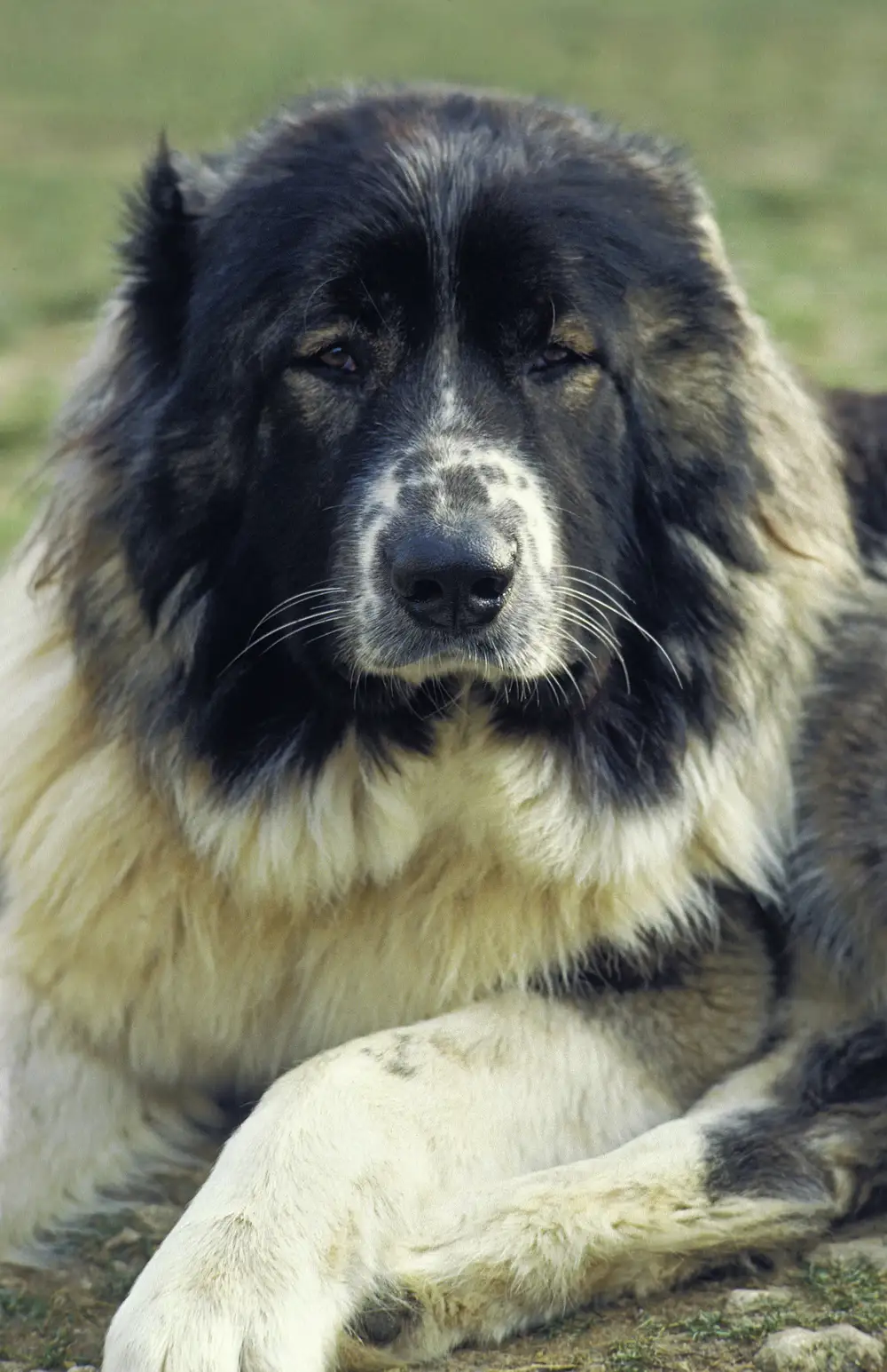 Perro pastor del Cáucaso