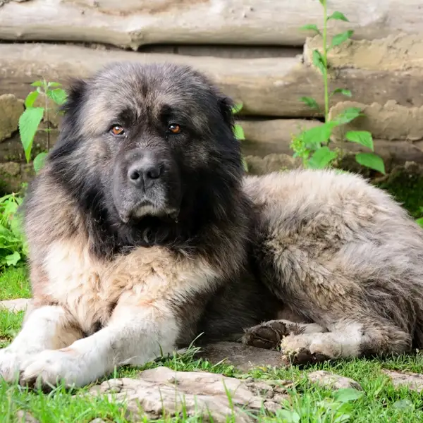 Perro pastor del Cáucaso: la raza de origen ruso que resiste hasta las condiciones climáticas más severas