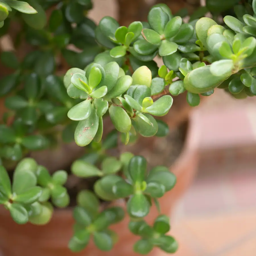 Planta de jade