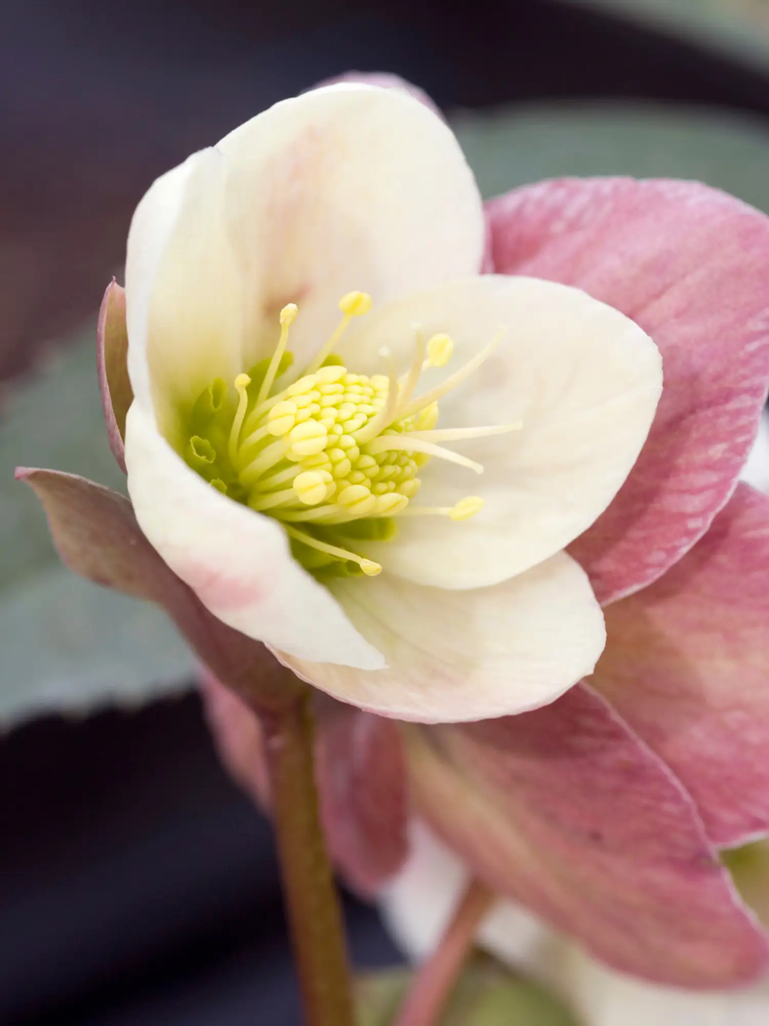 Rosa de Navidad