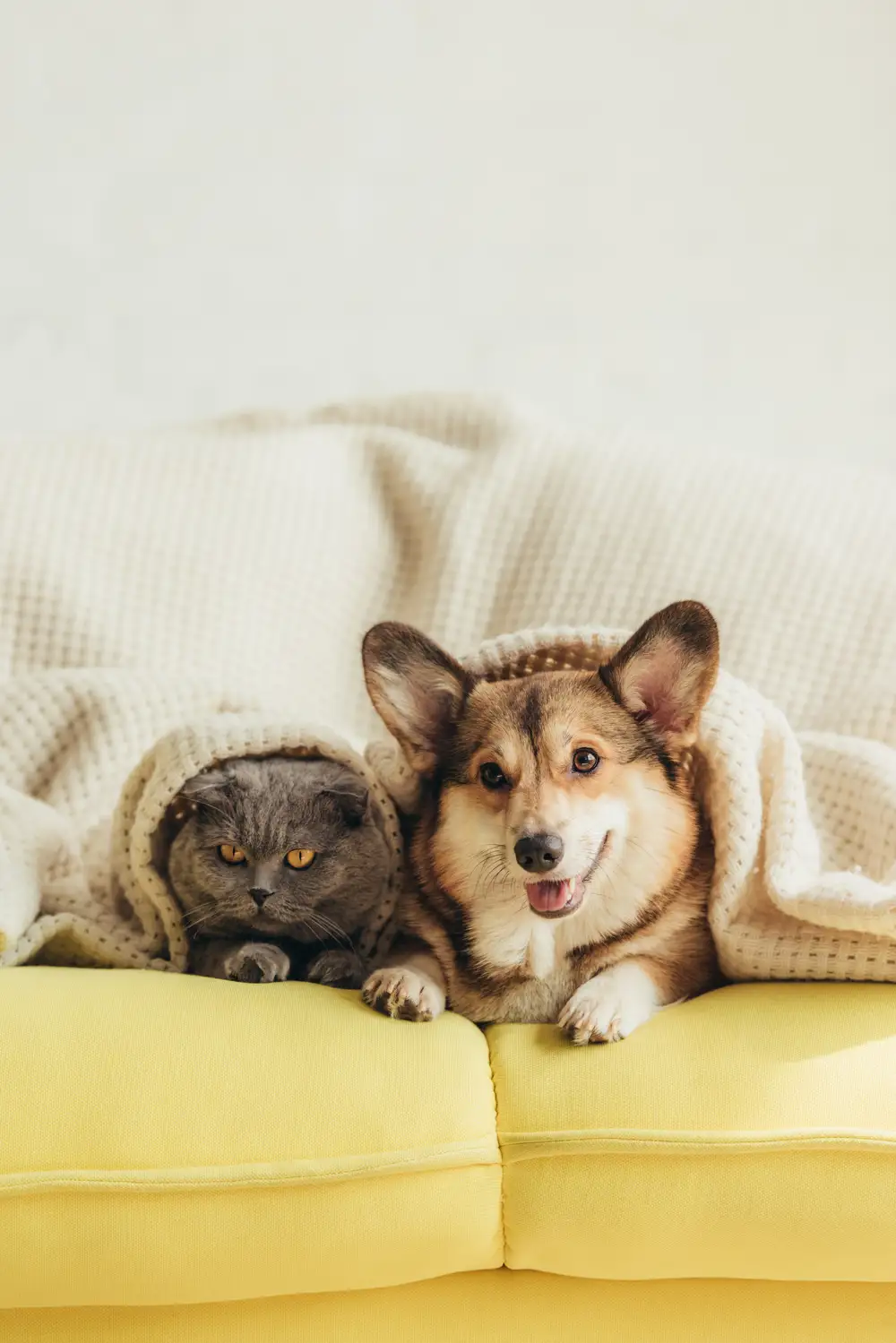 Gato y perro bajo una manta