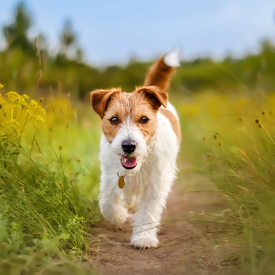 Jack russel terrier