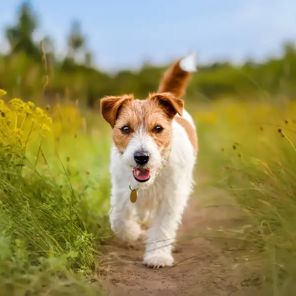 Adam Christman, veterinario: "Estas son las 5 razas de perro más difíciles de domesticar y deberías evitarlas si no quieres dolores de cabeza" 