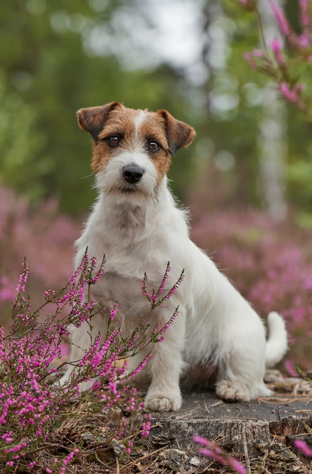 Jack russell terrier