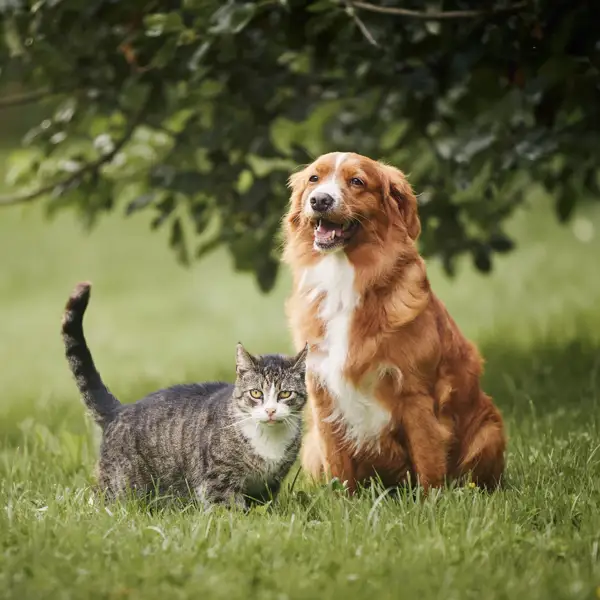 Cómo ayudar a los perros y gatos afectados por la DANA