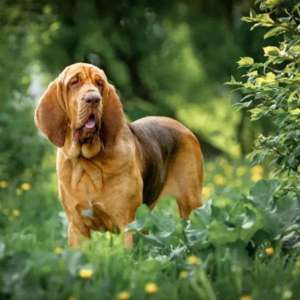 Bloodhound o perro de San Huberto: un sabueso criado por los monjes que sorprende por su carácter manso y gentil