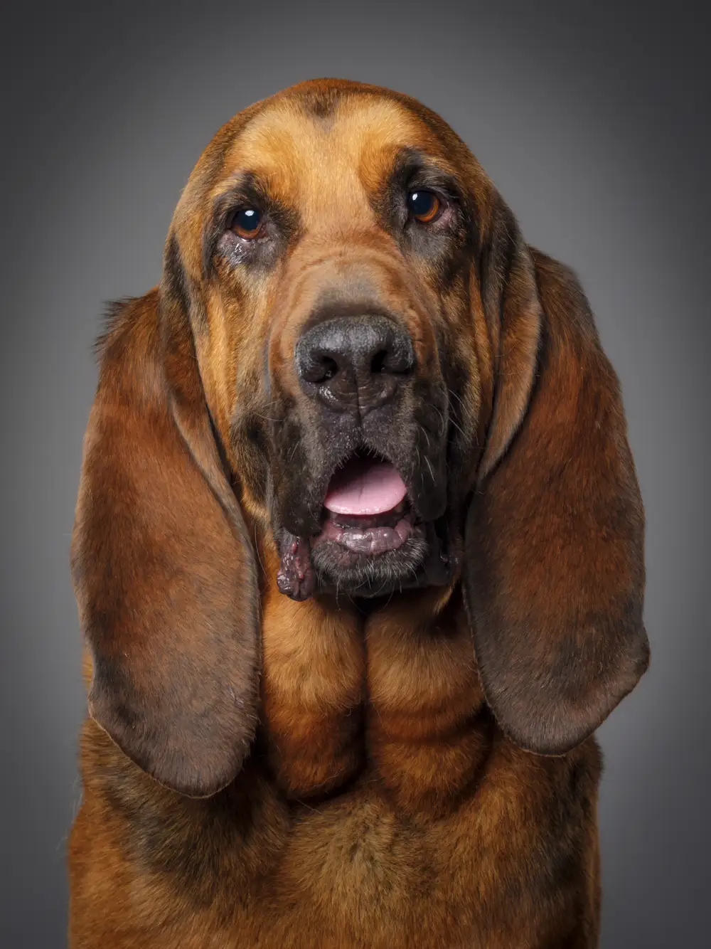 Bloodhound