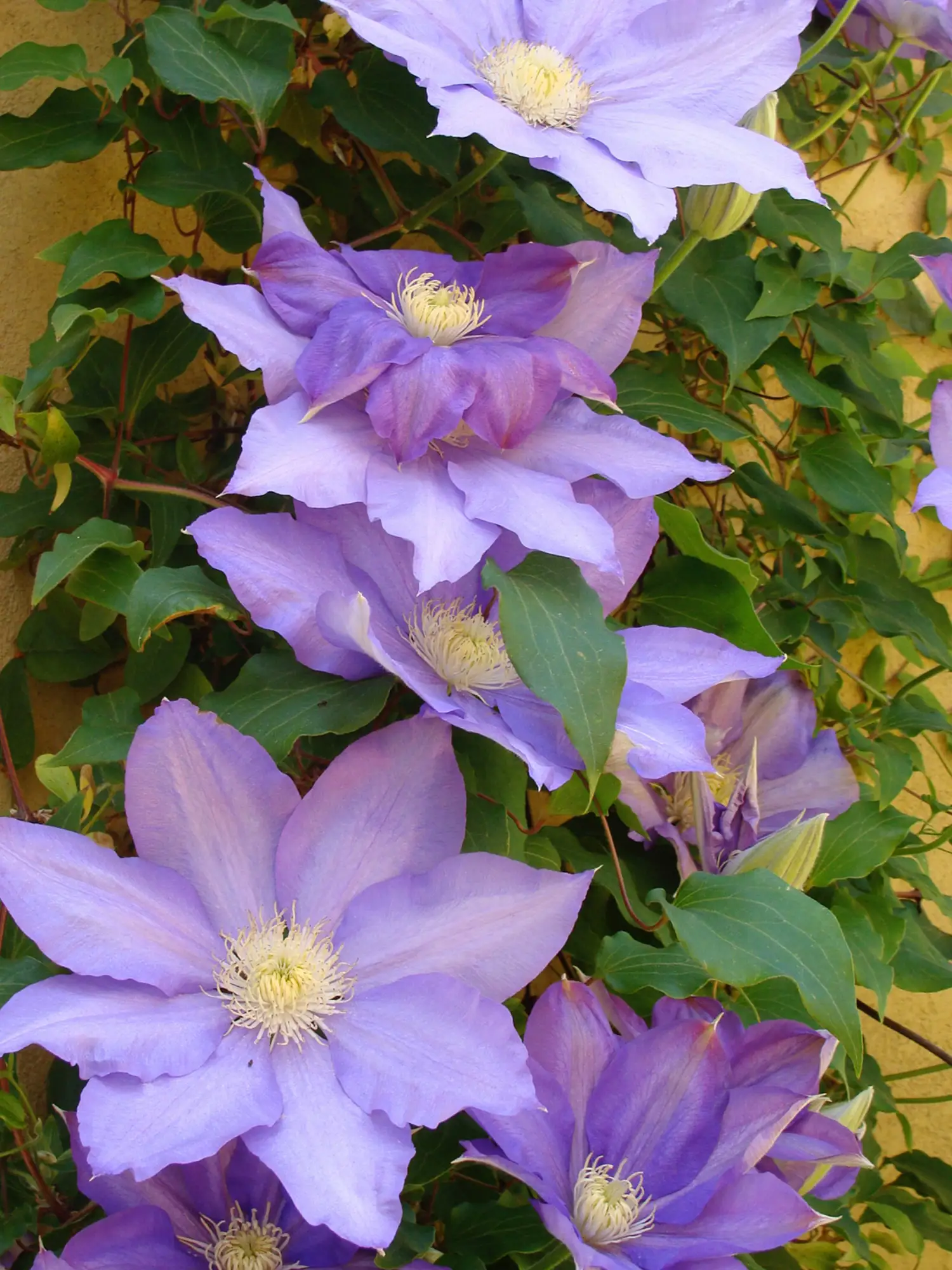 Clematis