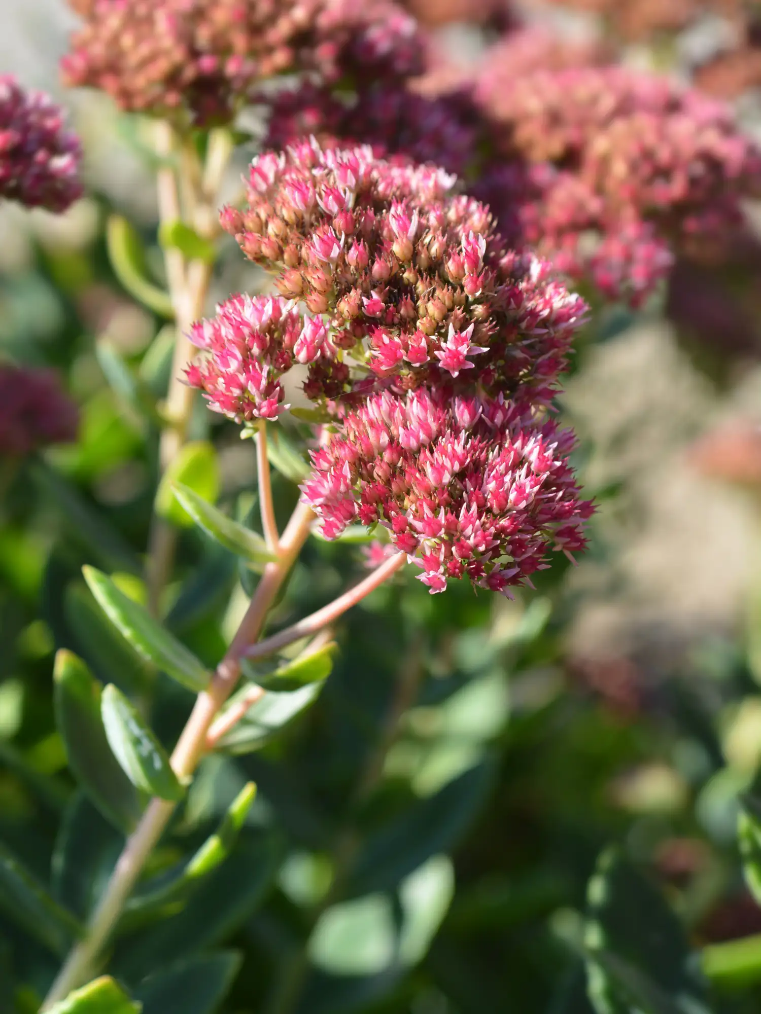 Sedum