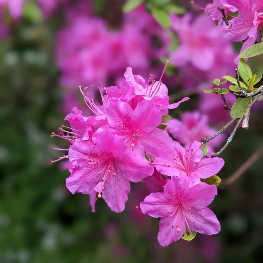 azalea flor rosa