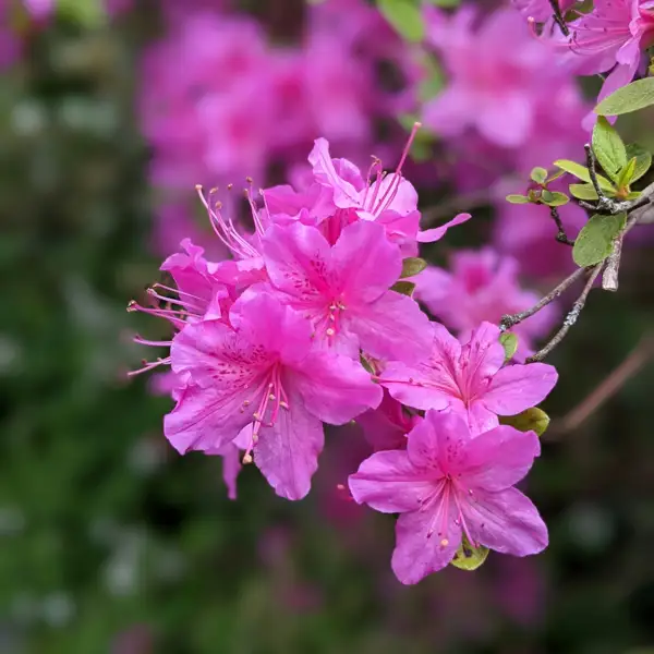 6 plantas que NO puedes podar en invierno según los jardineros expertos