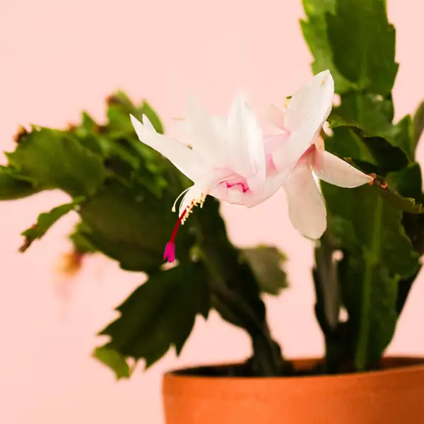 Ahora es el mejor momento para podar tu cactus de Navidad para tenerlo frondoso todo el año