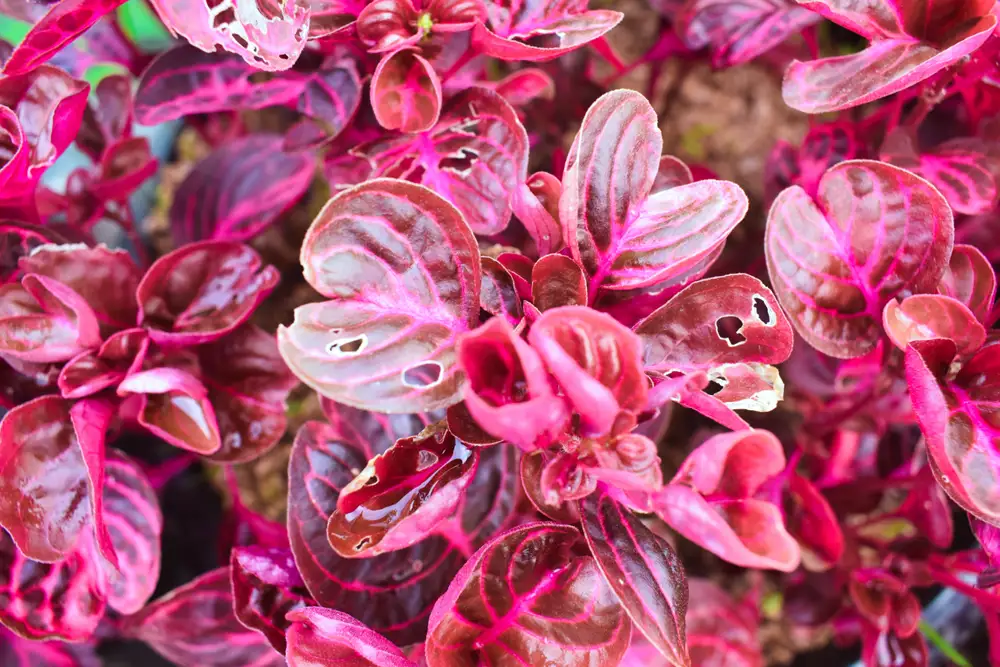 iresine planta flor rosa