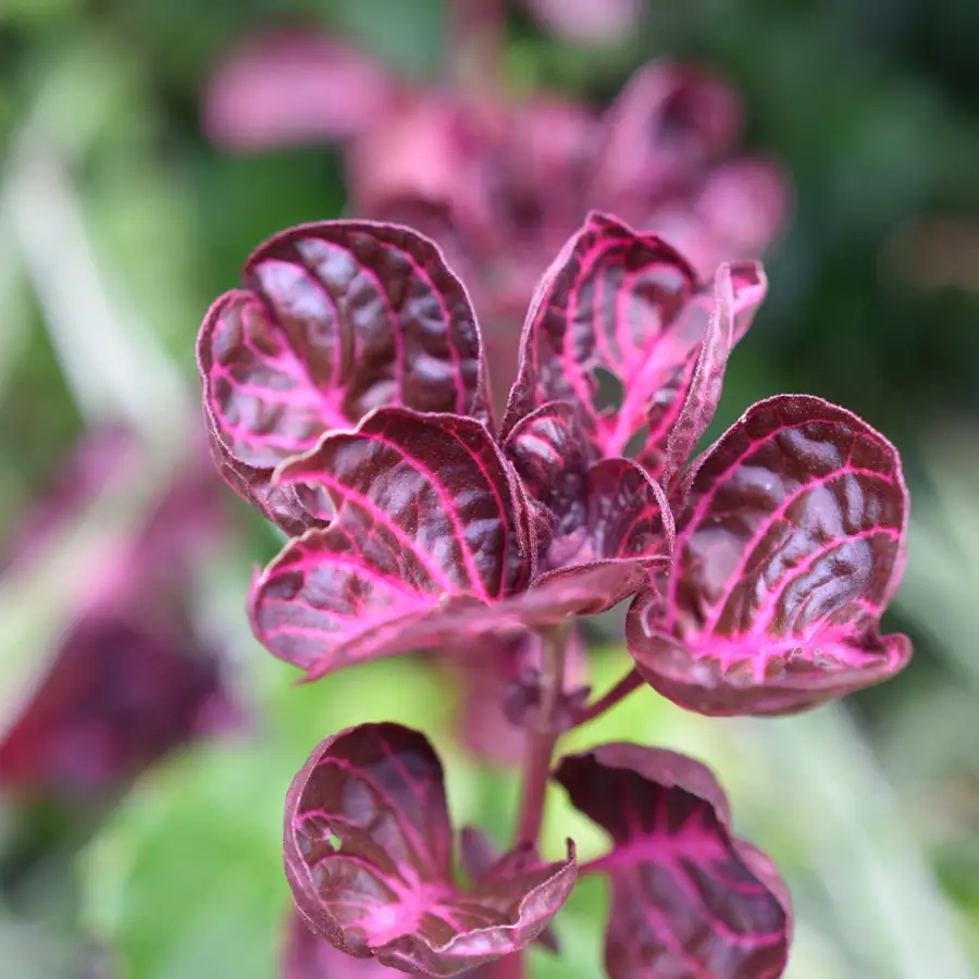 iresine planta flor rosado