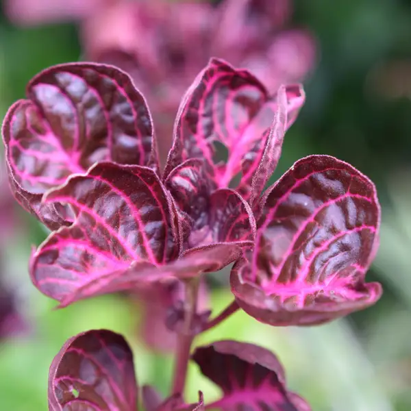 Iresine, la planta que vestirá de rosa cada rincón de tu casa: cómo cuidarla para que esté en su mayor esplendor
