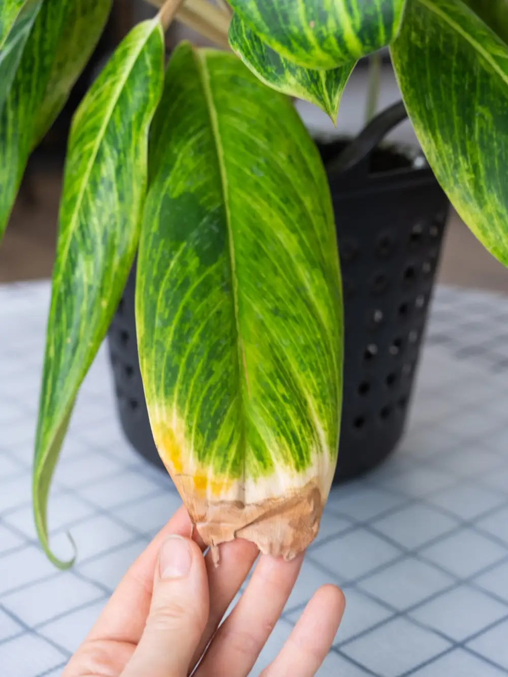 Planta con hoja secándose