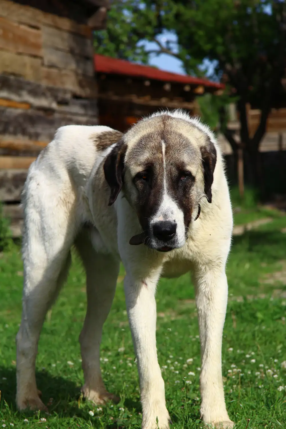 Mastín transmontano