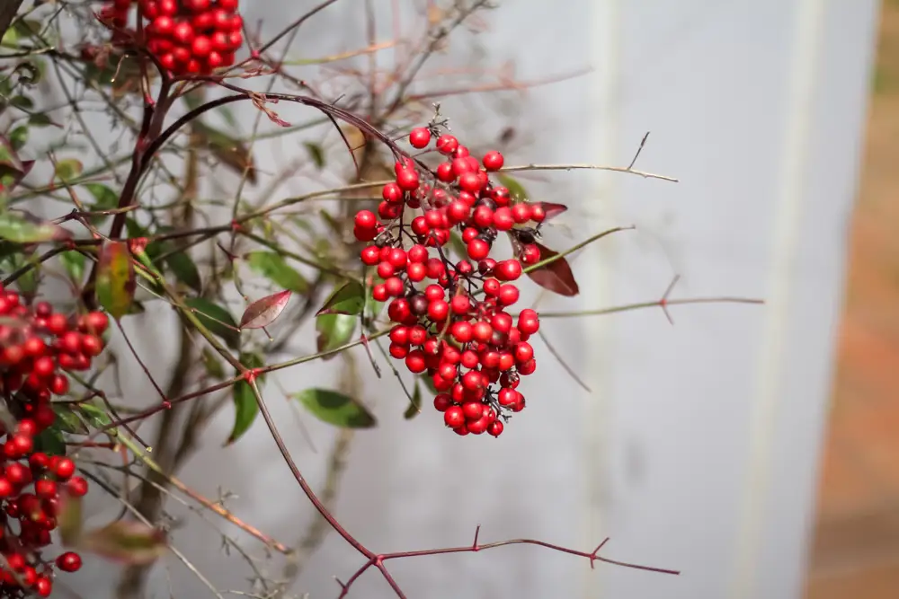 ardisia frutos rojos planta