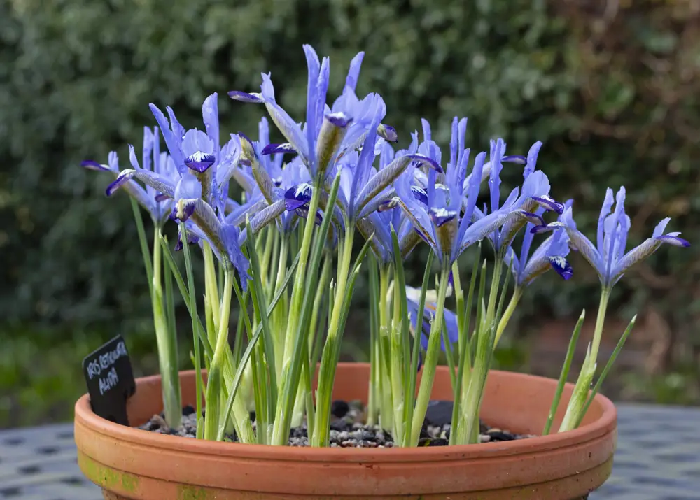 iris planta maceta