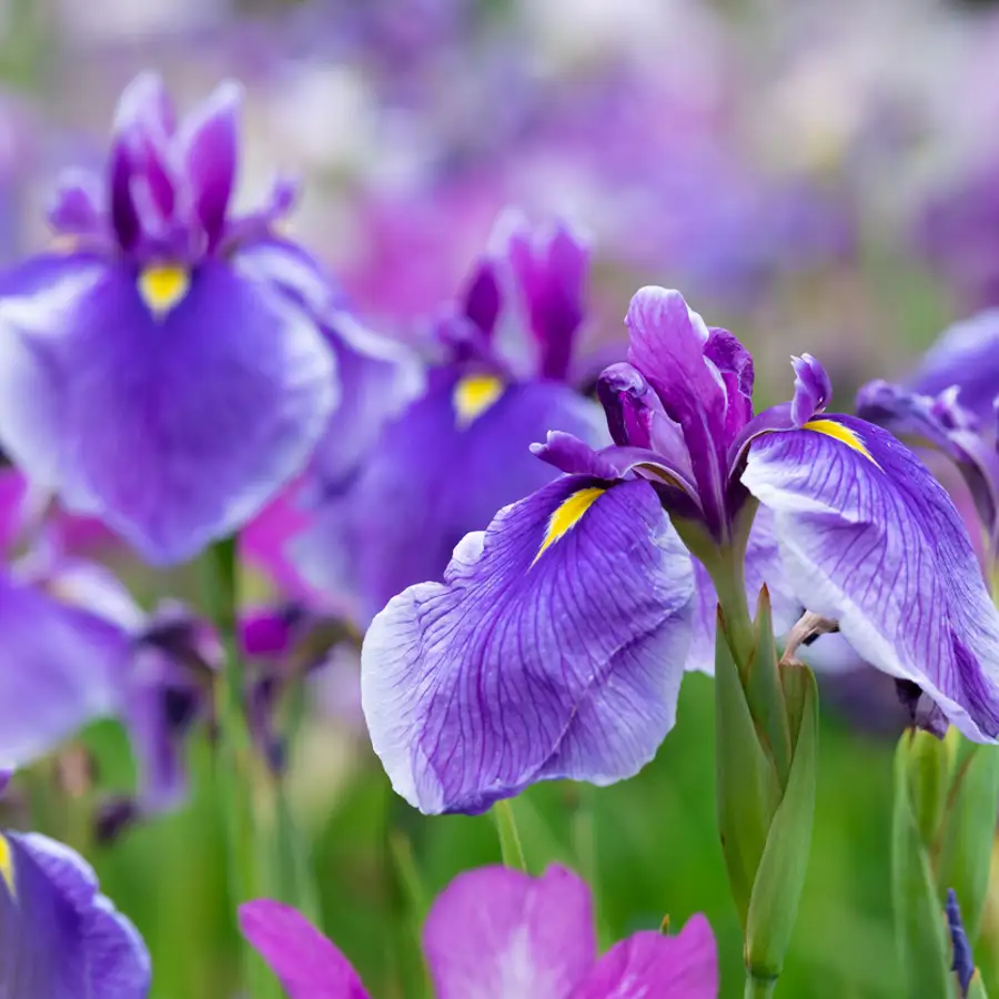 iris planta purpura flor