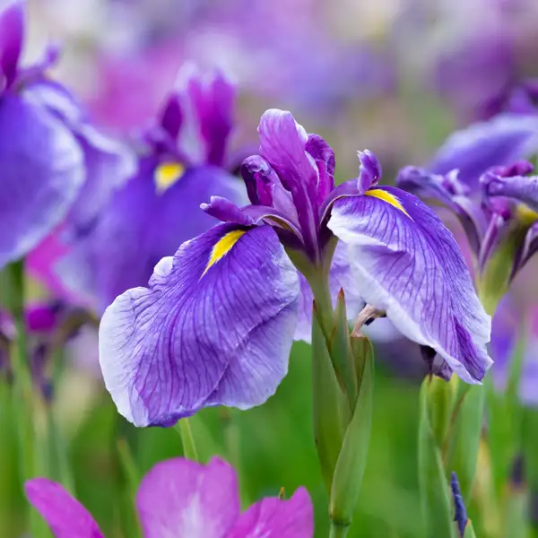 Iris, así es la planta con flor más bonita para decorar el jardín