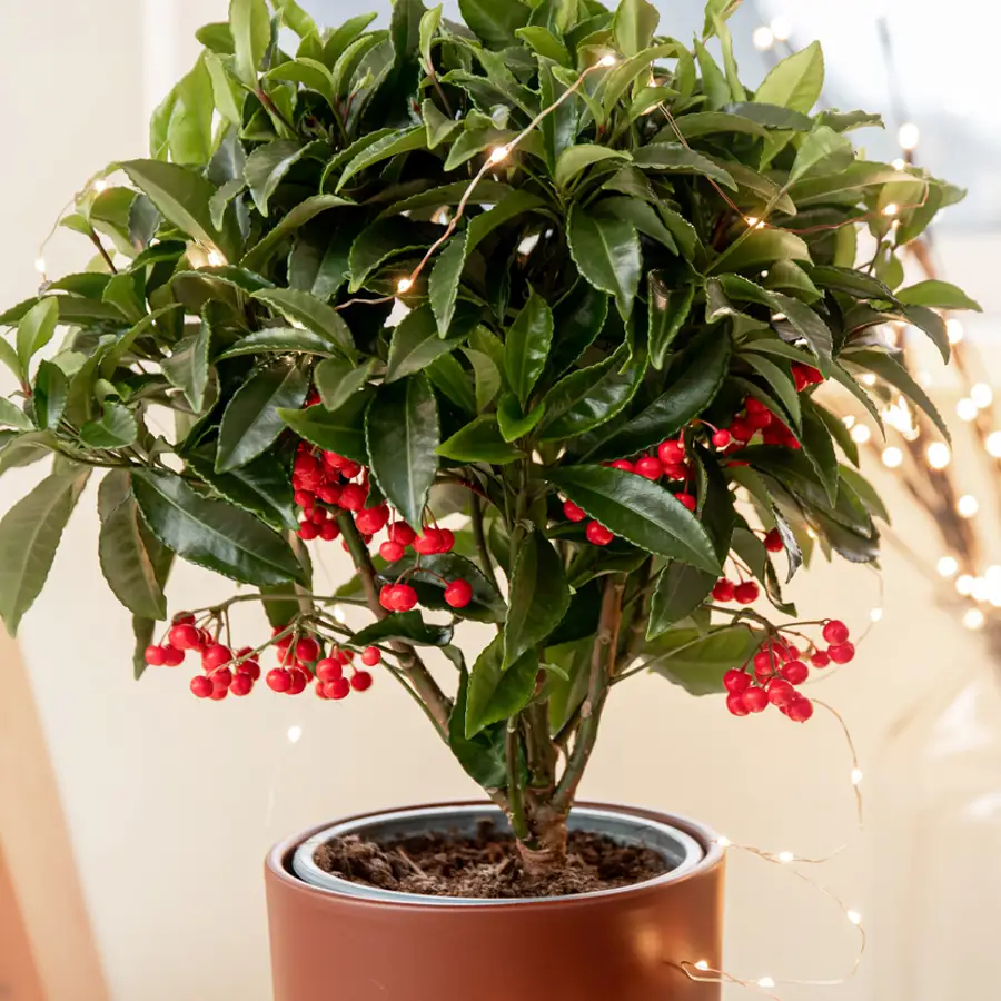 planta arbusto ardisia