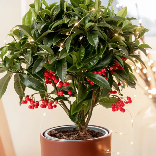 Ardisia, así es el pequeño arbusto perfecto para decorar en Navidad 