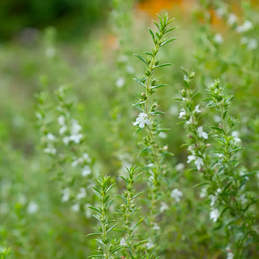 satureja planta medicinal