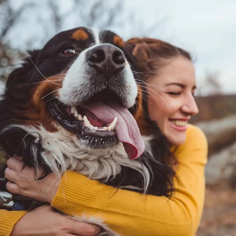 Los mejores piensos para perros (1)