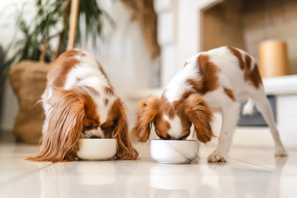 Perros comiendo