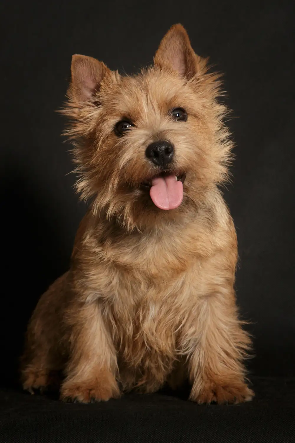 Terrier de Norwich