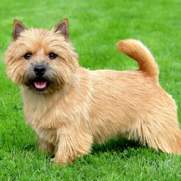 Terrier de Norwich: uno de los perros más pequeños del mundo (y también uno de los más intrépidos)