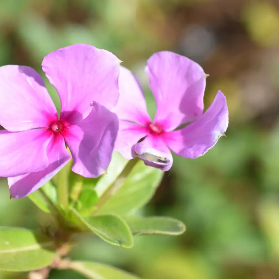 vinca flor petalos exterior