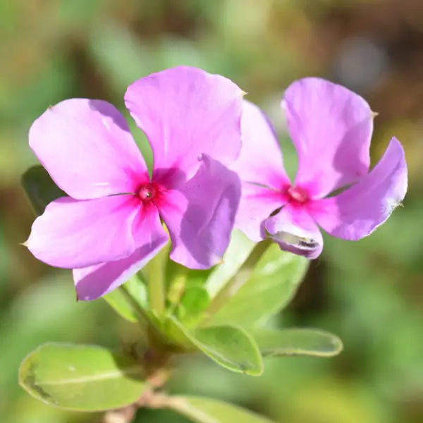 Vinca, la planta de exterior que se convertirá en la protagonista del jardín