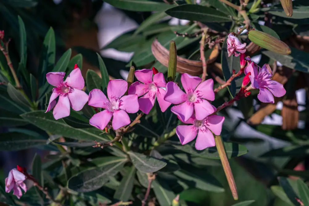 vinca plantas flores exterior