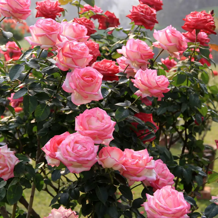 Aprende cuándo y cómo fertilizar tus rosas para que crezcan sanas y florezcan adecuadamente