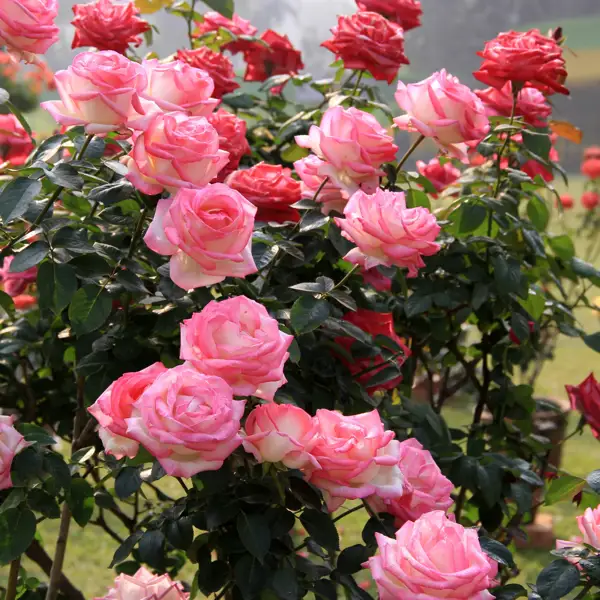 Así debes preparar tus rosas para que sobrevivan al invierno y florezcan bonitas y frondosas