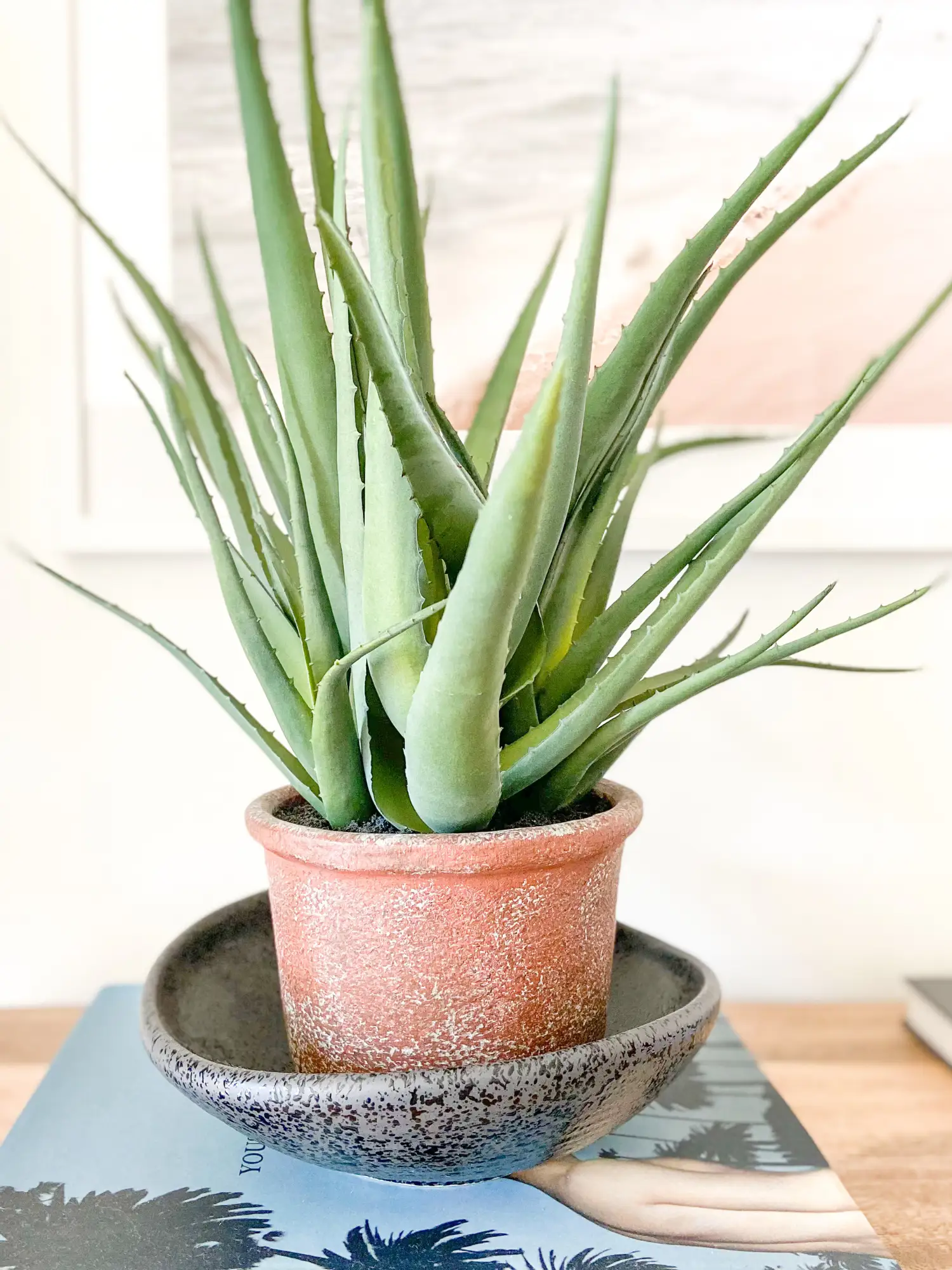 Aloe vera