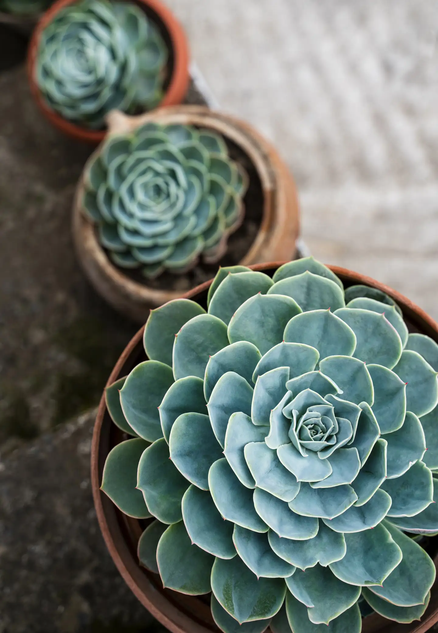 Echeveria 