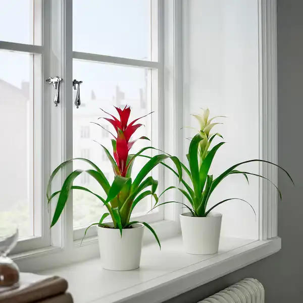 Guzmania 