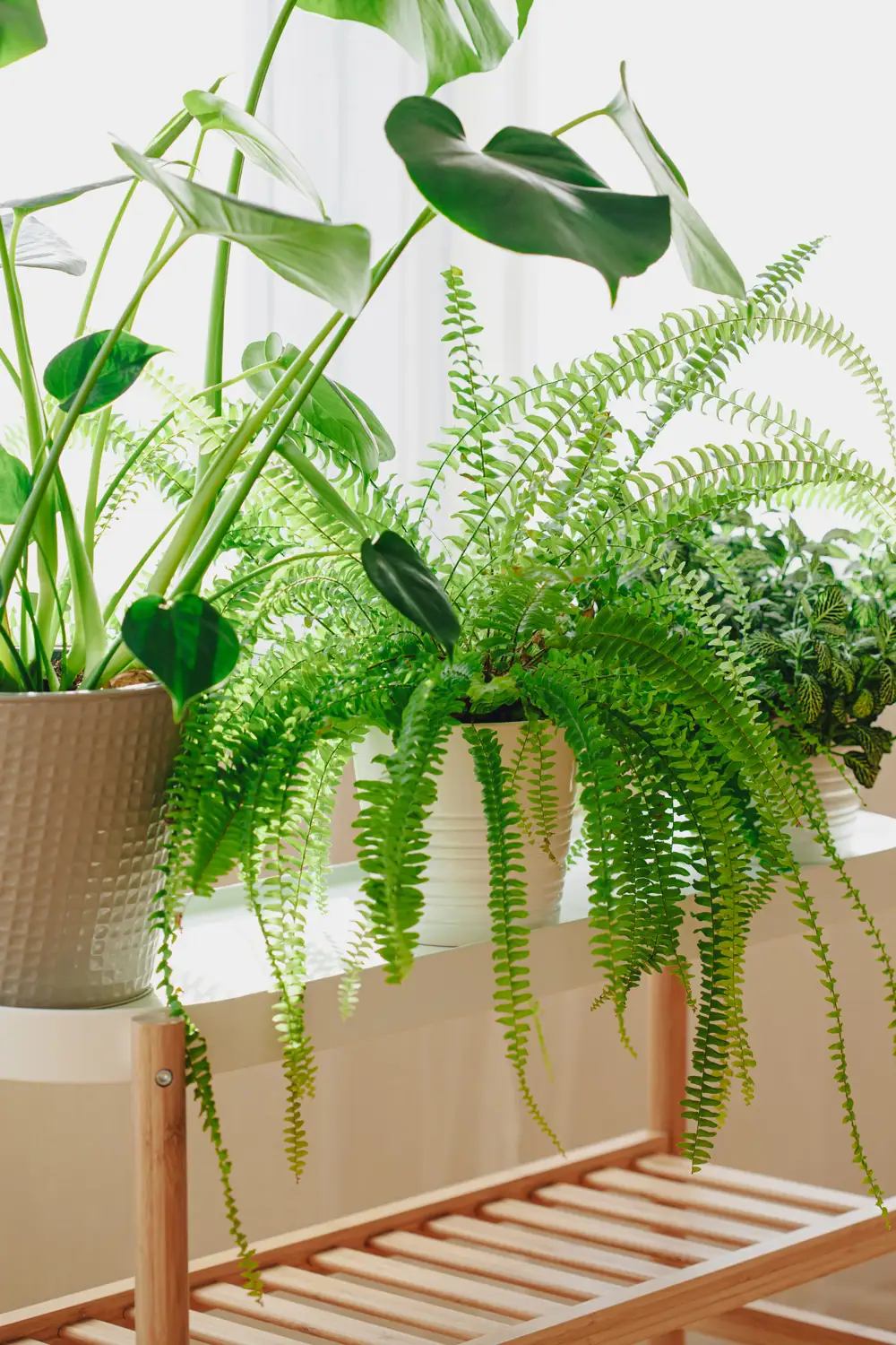 Plantas 