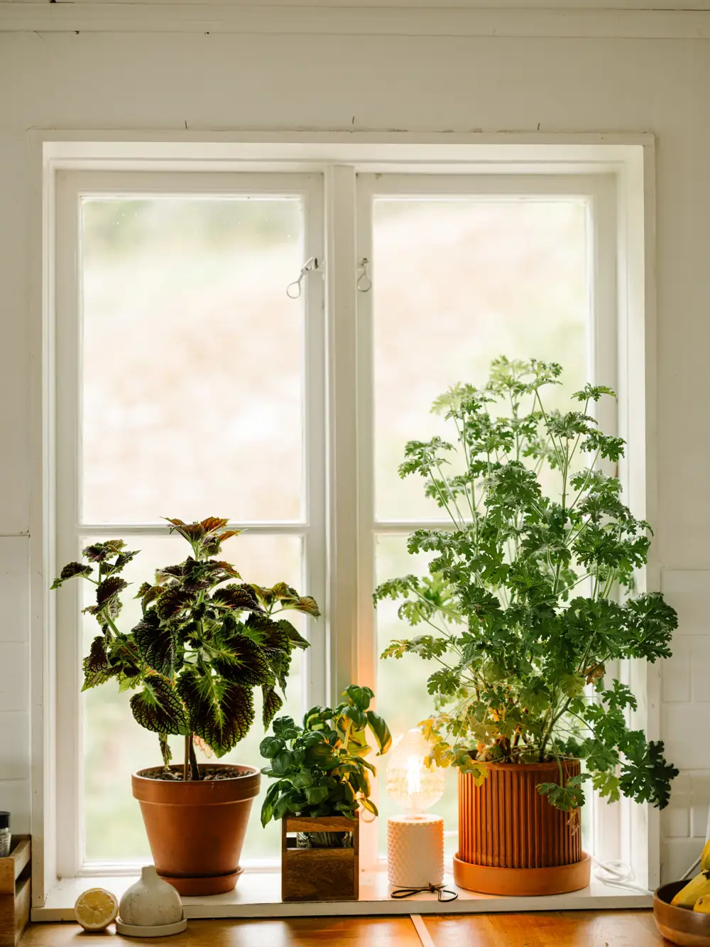 Plantas 